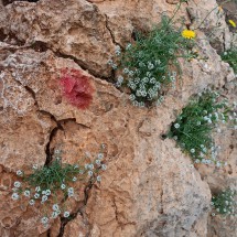 Flowers in the rocks